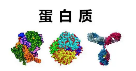 ​如何通(tōng)過合理(lǐ)膳食延緩老年人(rén)肌肉衰減？